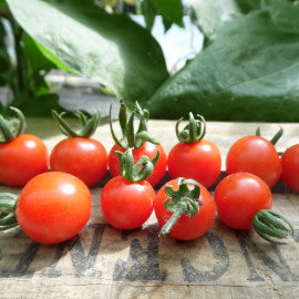 Nos graines potagères de tomate Petit Moineau bio - La Bonne Graine