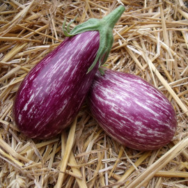 Aubergine Riado F1