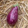 Aubergine Riado F1