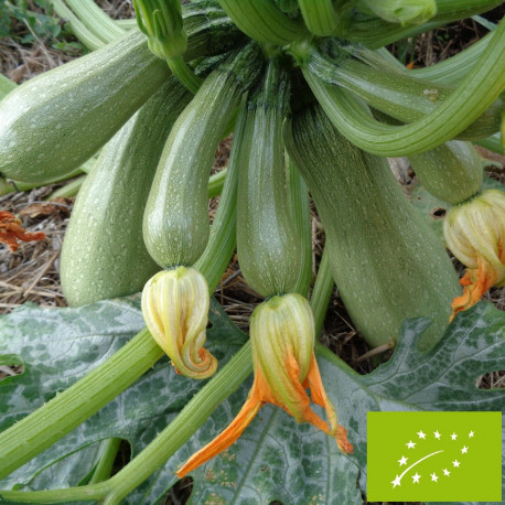 Courgette Ortolana di Faenza Bio