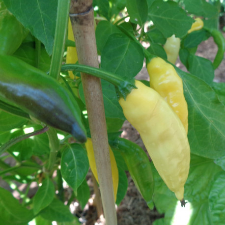 Graines de piment fort Impala PREMIUM très savoureux