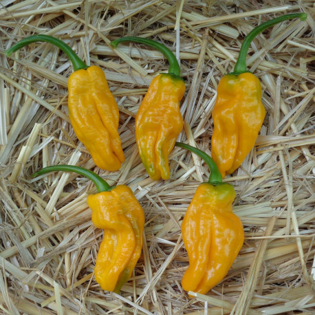 PIMENT Hot Habanero orange Bio - La Semence Bio