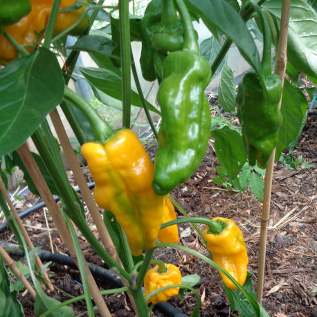 Nos graines potagères de piment Orange Pepperoncini - La Bonne Graine