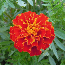 Tagetes (oeillet d'Inde) 'Firebird'