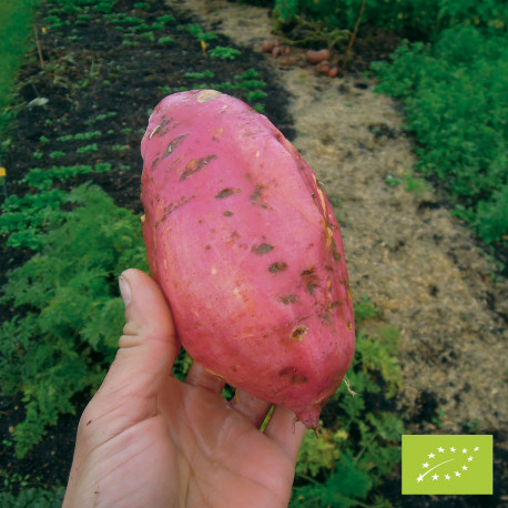 Plant de patate douce Murasaki Bio - blanche - La Bonne Graine
