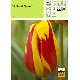 Tulipe Holland Queen