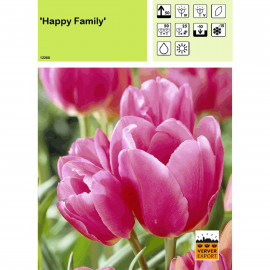 Tulipe Happy Family