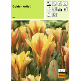 Tulipe Golden Artist