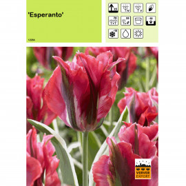 Tulipe Esperanto