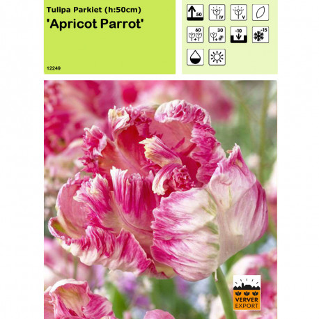 Tulipe Apricot Parrot