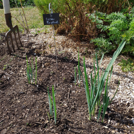 Poireau perpétuel : plantation, multiplication, récolte