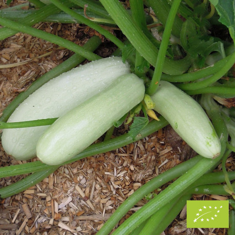 courgette blanche de Gênes BIO - Provence Outillage