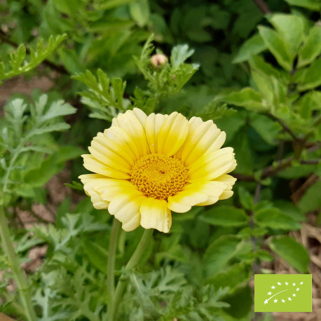 Semez vos graines de fleurs comestibles en mélange