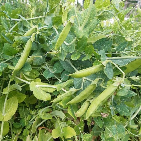 Nos graines potagères de pois chiche BIO - La Bonne Graine