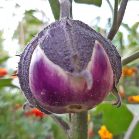 Nos graines potag res aubergine B atrice F1 La Bonne Graine