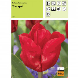 Tulipe Escape