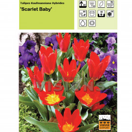 Tulipe Scarlet baby