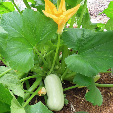 Nos graines potagères courgette White Lebanon - La Bonne Graine