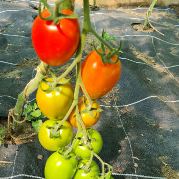 Tomate Atyliade F1