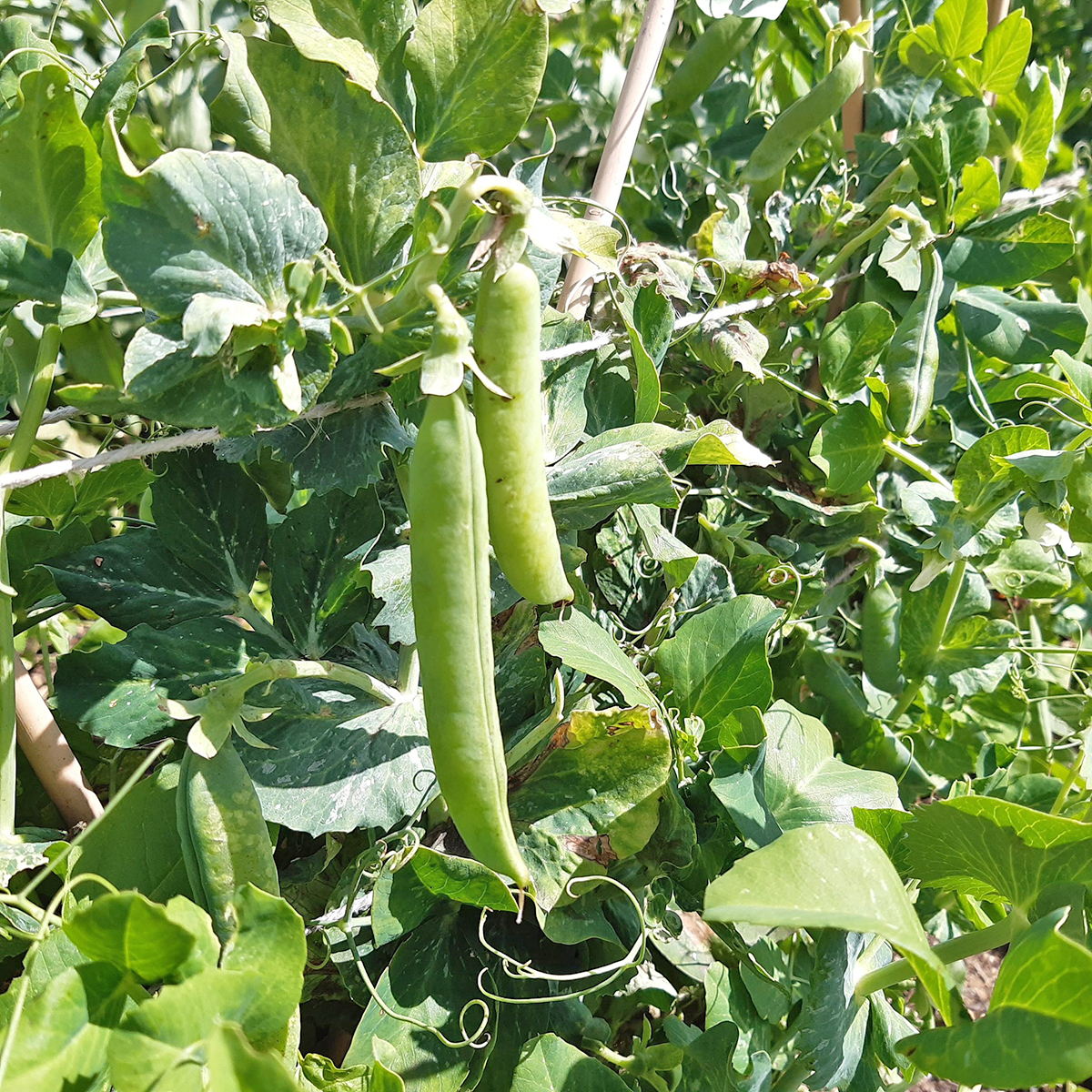 Le pois Petit Provençal