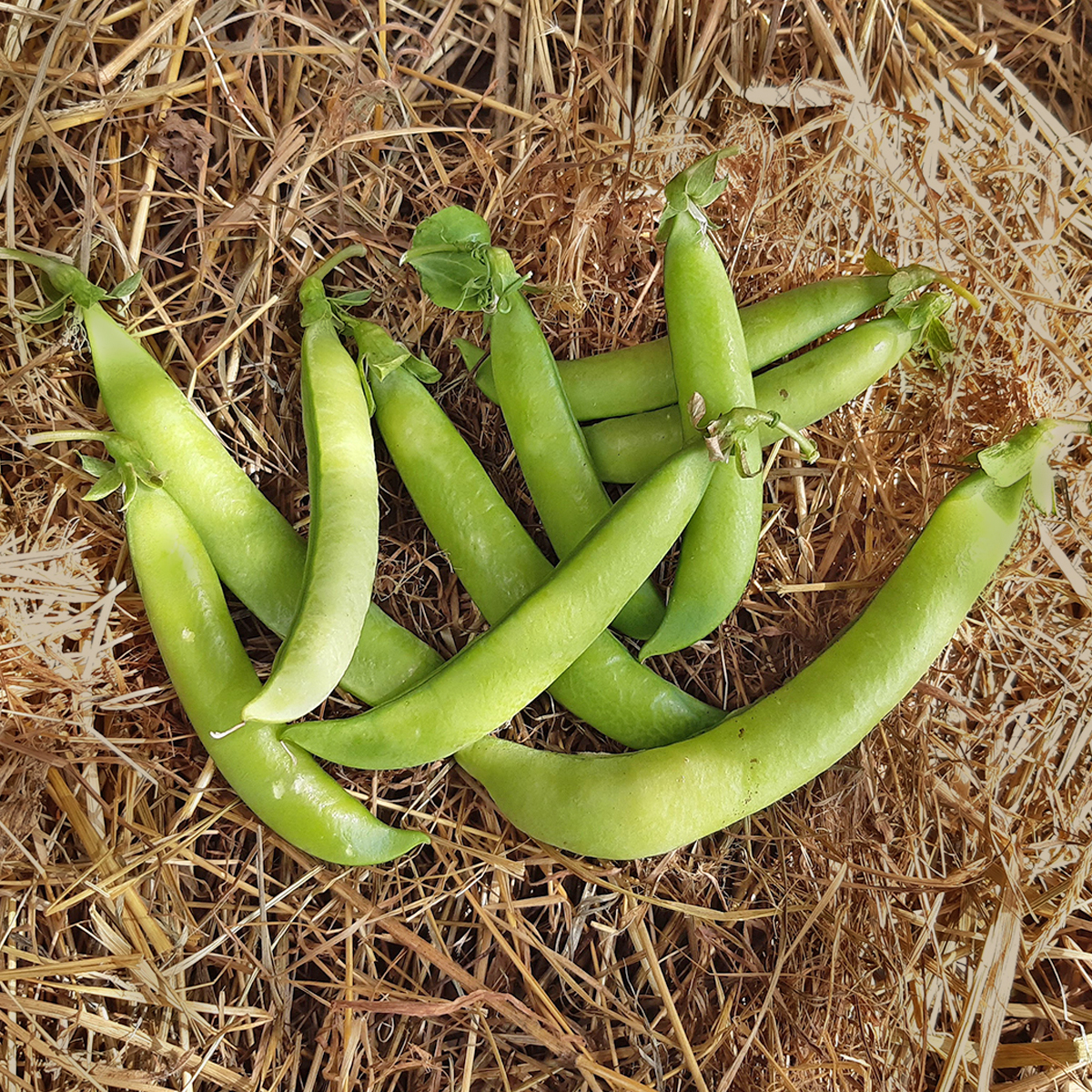 gousses du pois Serpette Guilloteaux