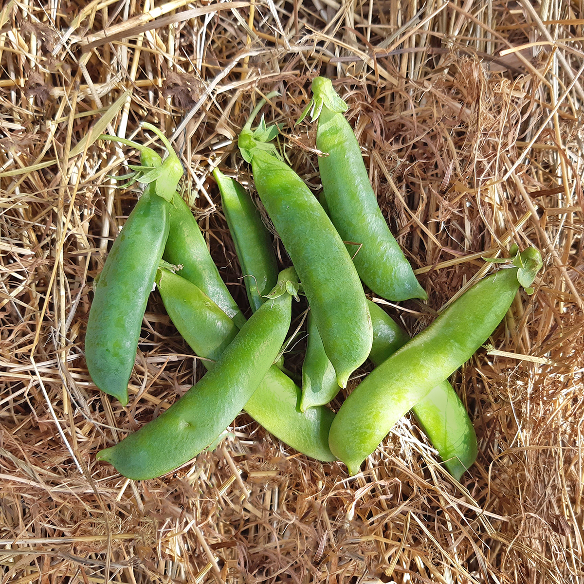 gousses du pois téléphone