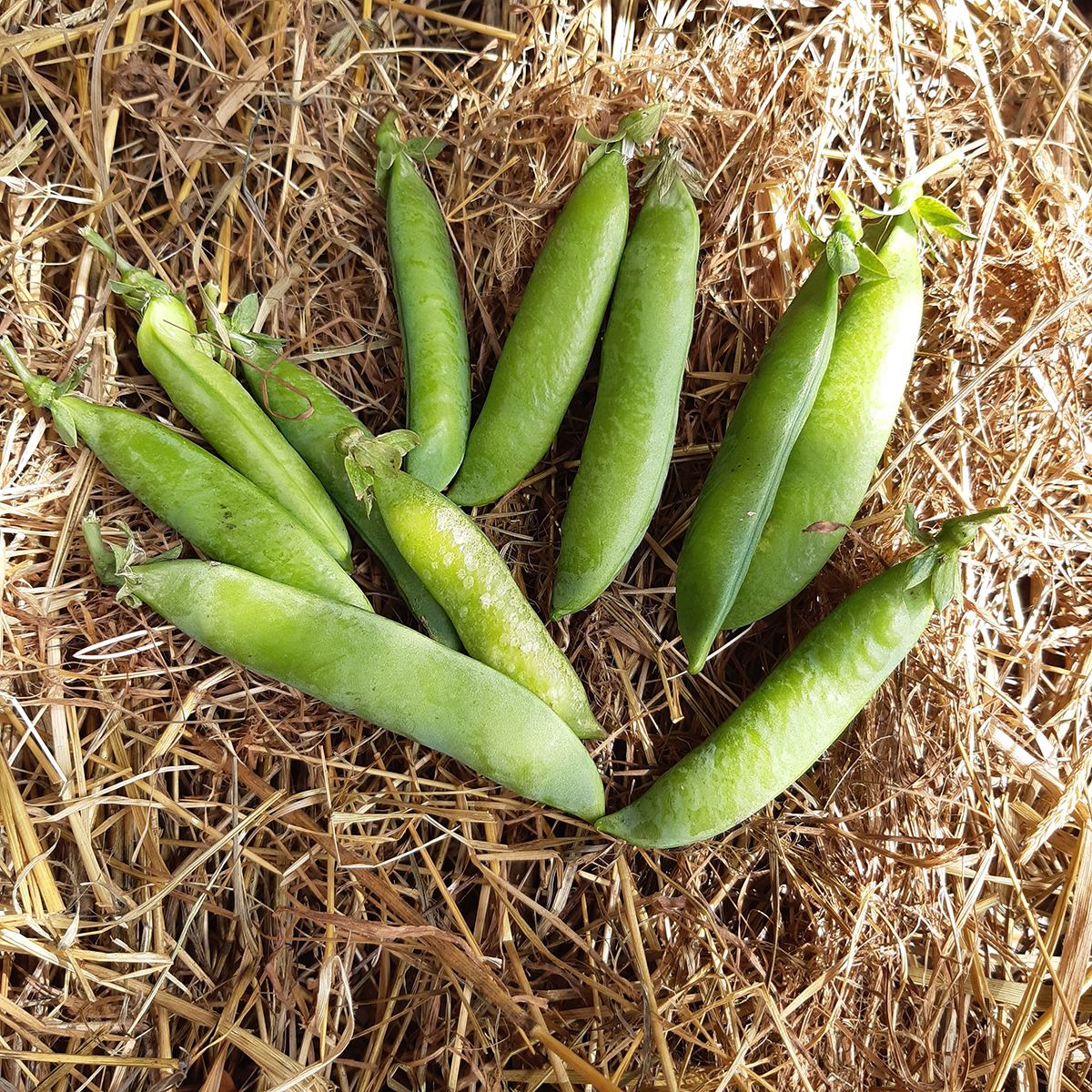 gousses du pois Douce Provence