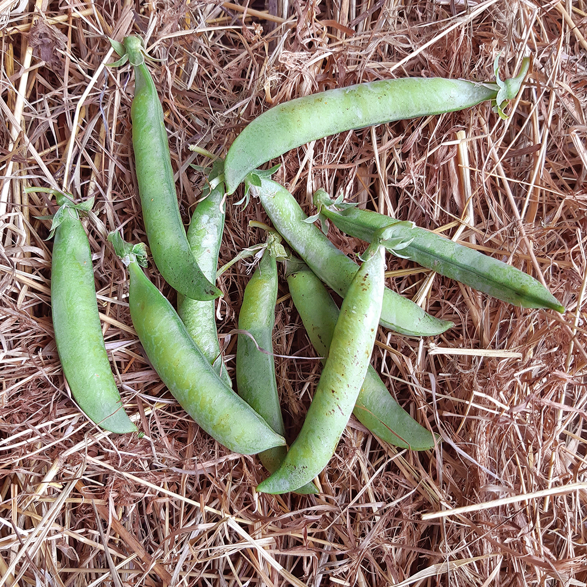 gousses du pois Hâtif d’Annonay