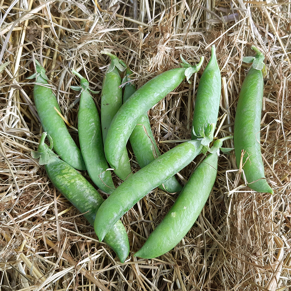 gousses du poisPetit Provençal