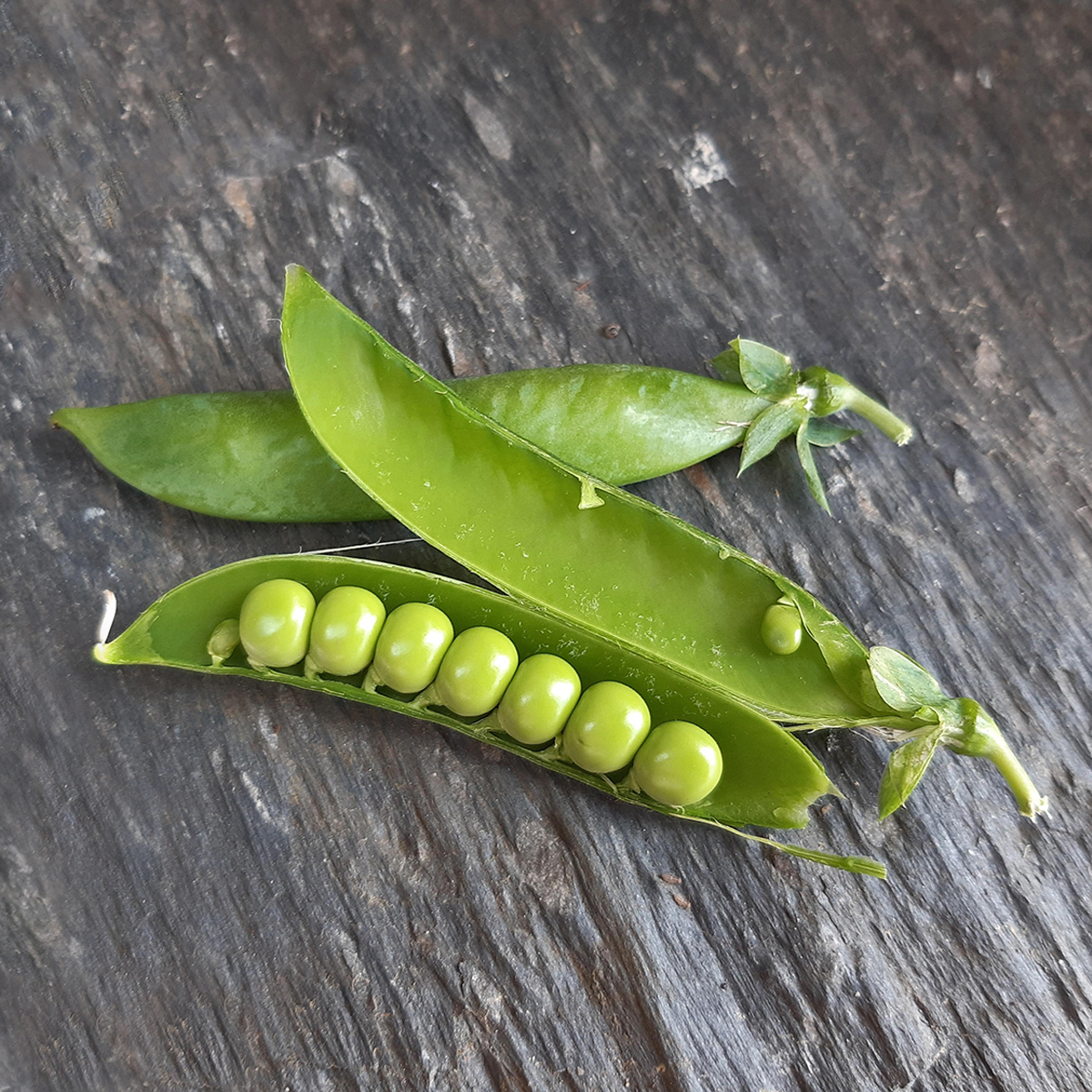 grains du pois Douce Provence