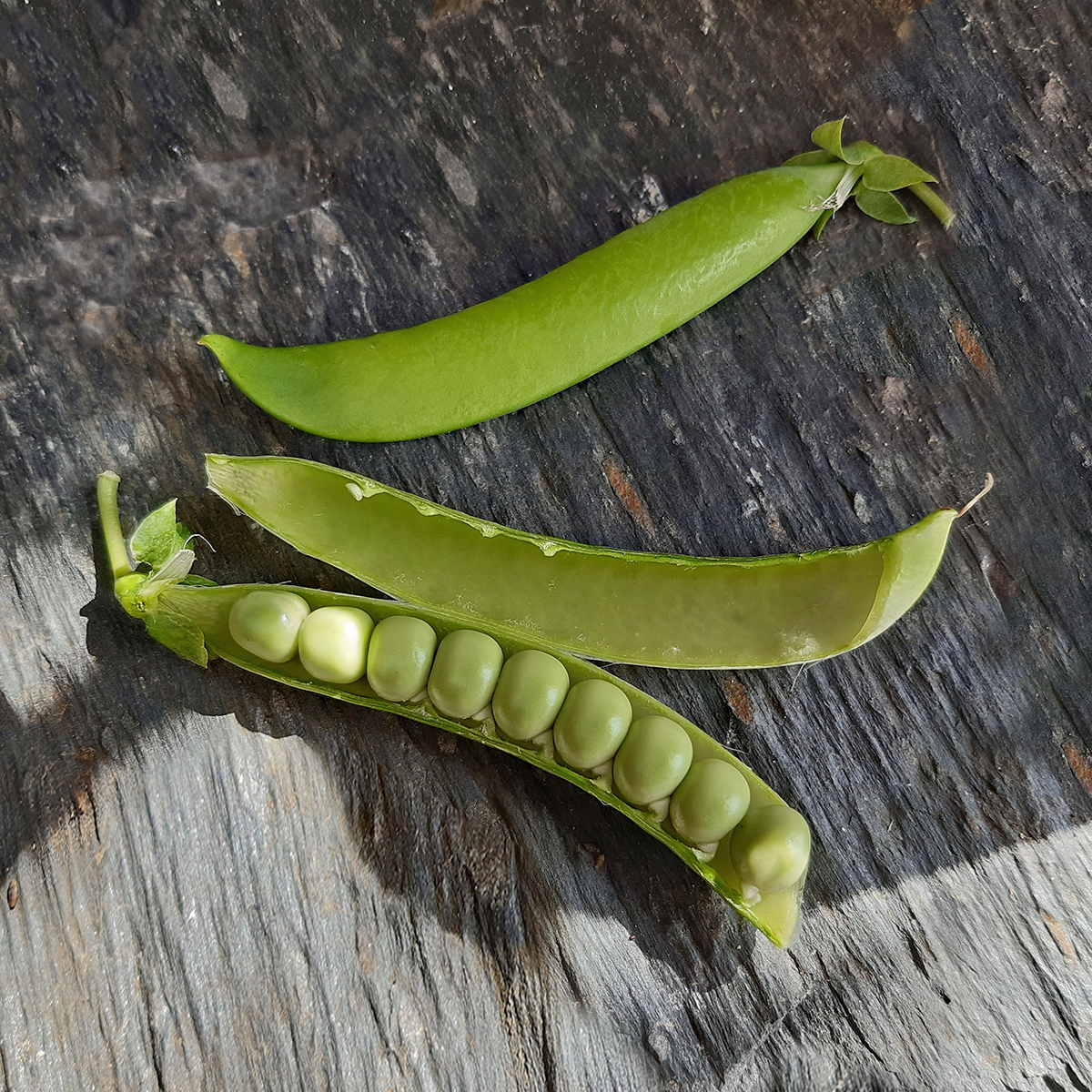 grains du pois Serpette Guilloteaux