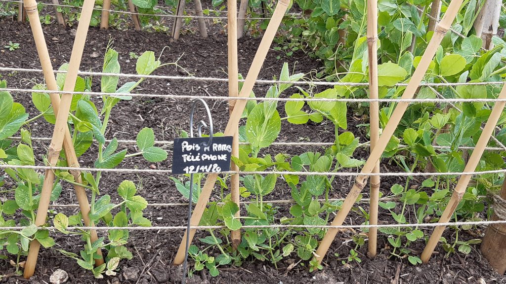 culture de petit pois sur treillage