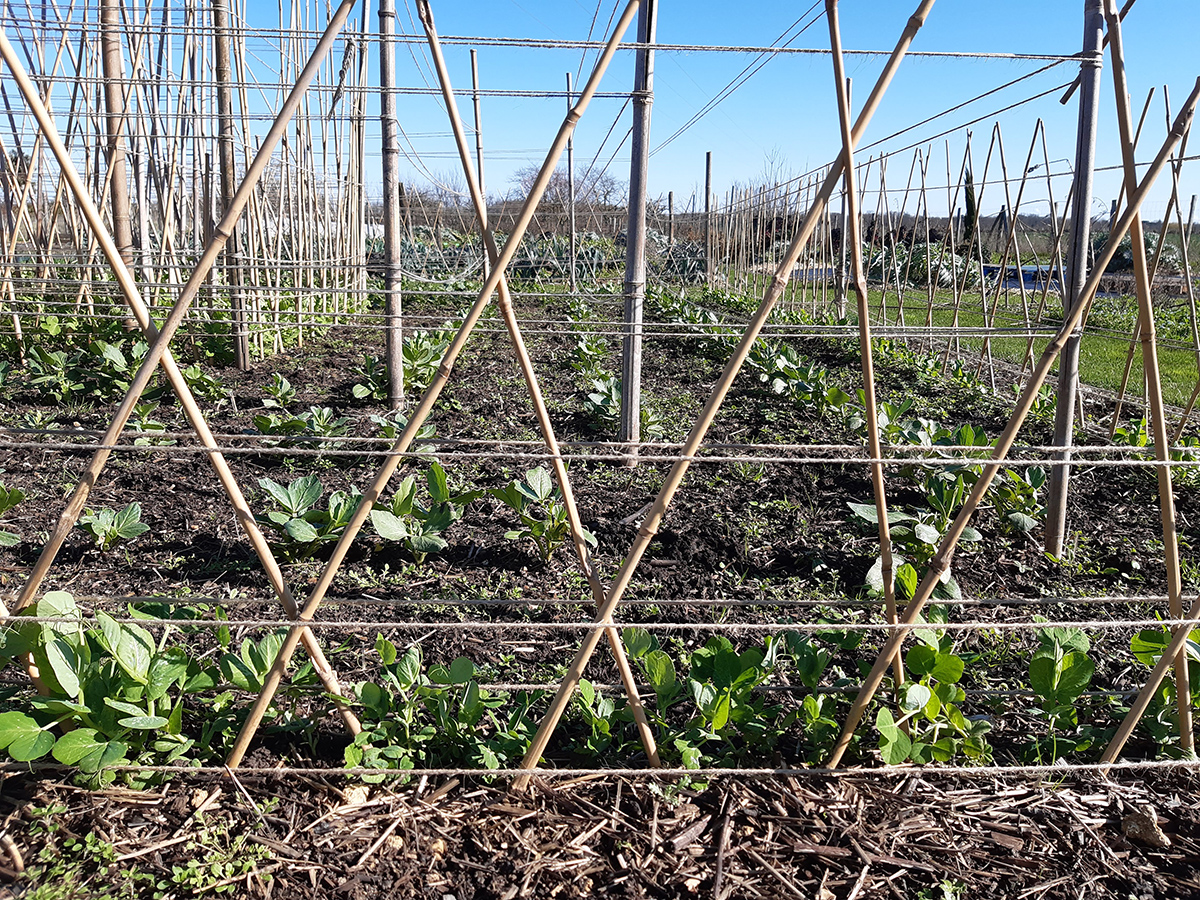 palissage en croisillons