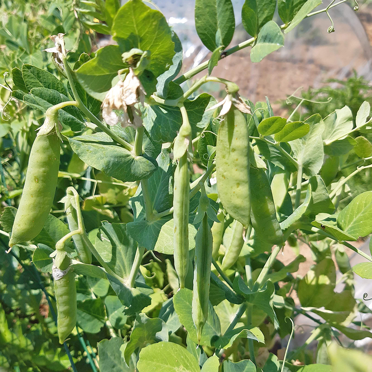 Petit Provençal