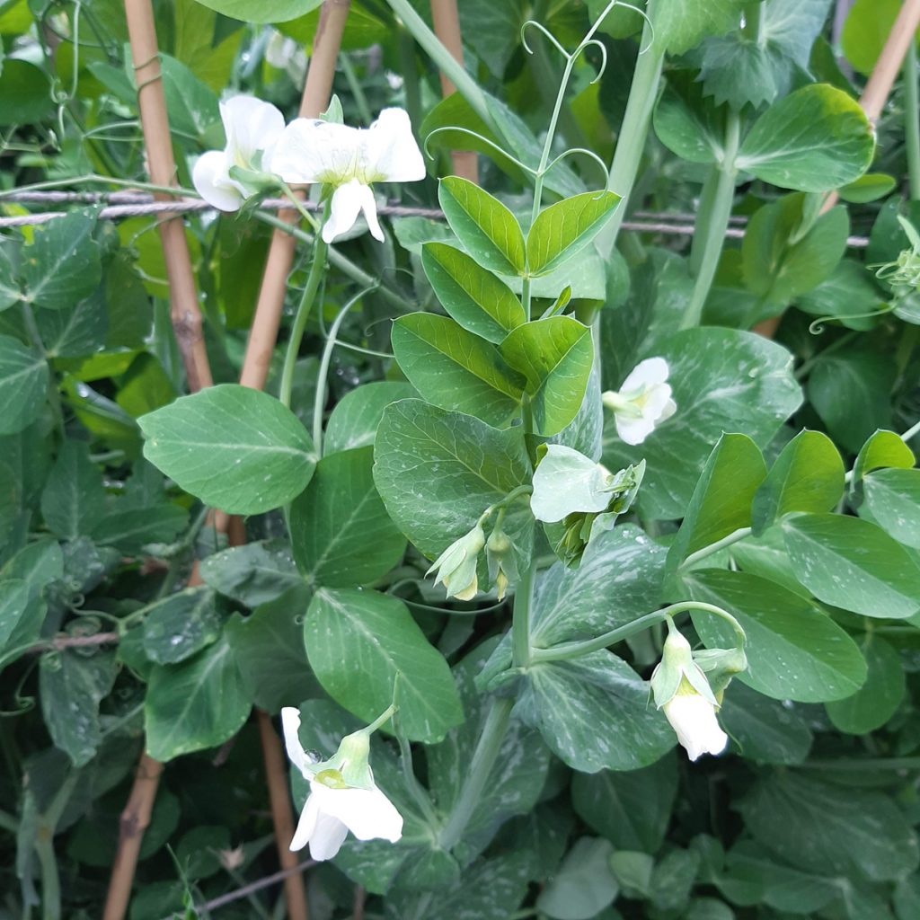 Fleurs de petits pois