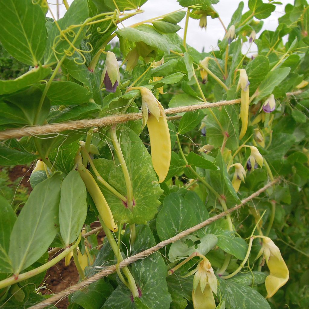 Mange-tout-Golden Sweet