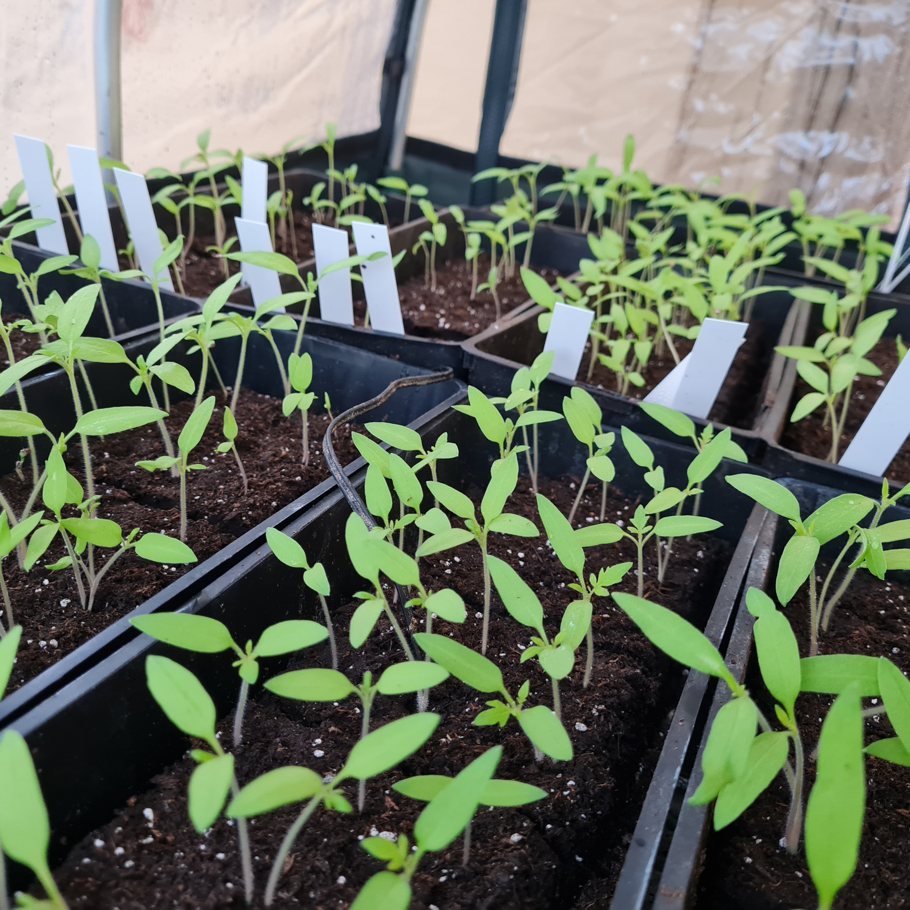 plantules de tomates