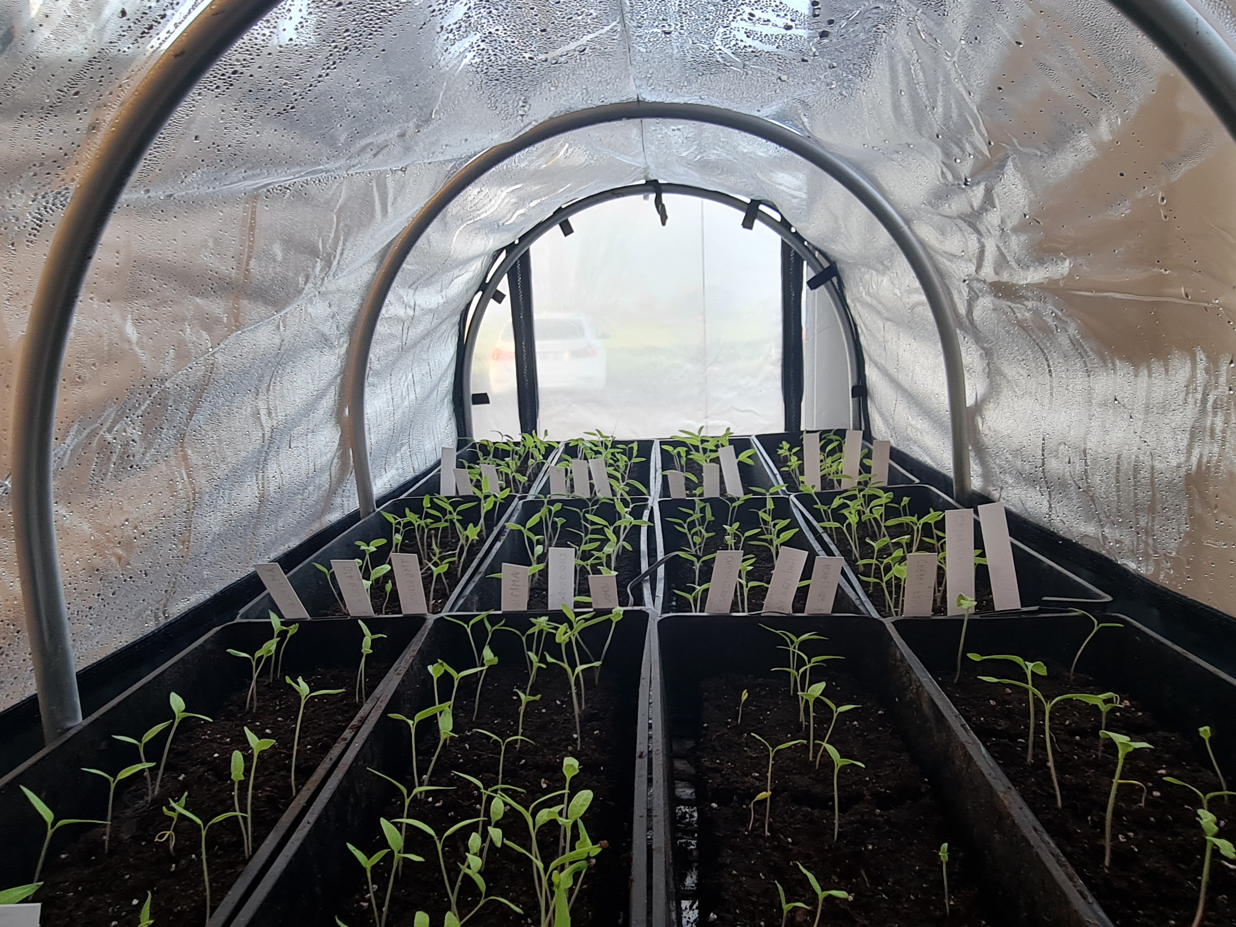 germination tomates sous serre