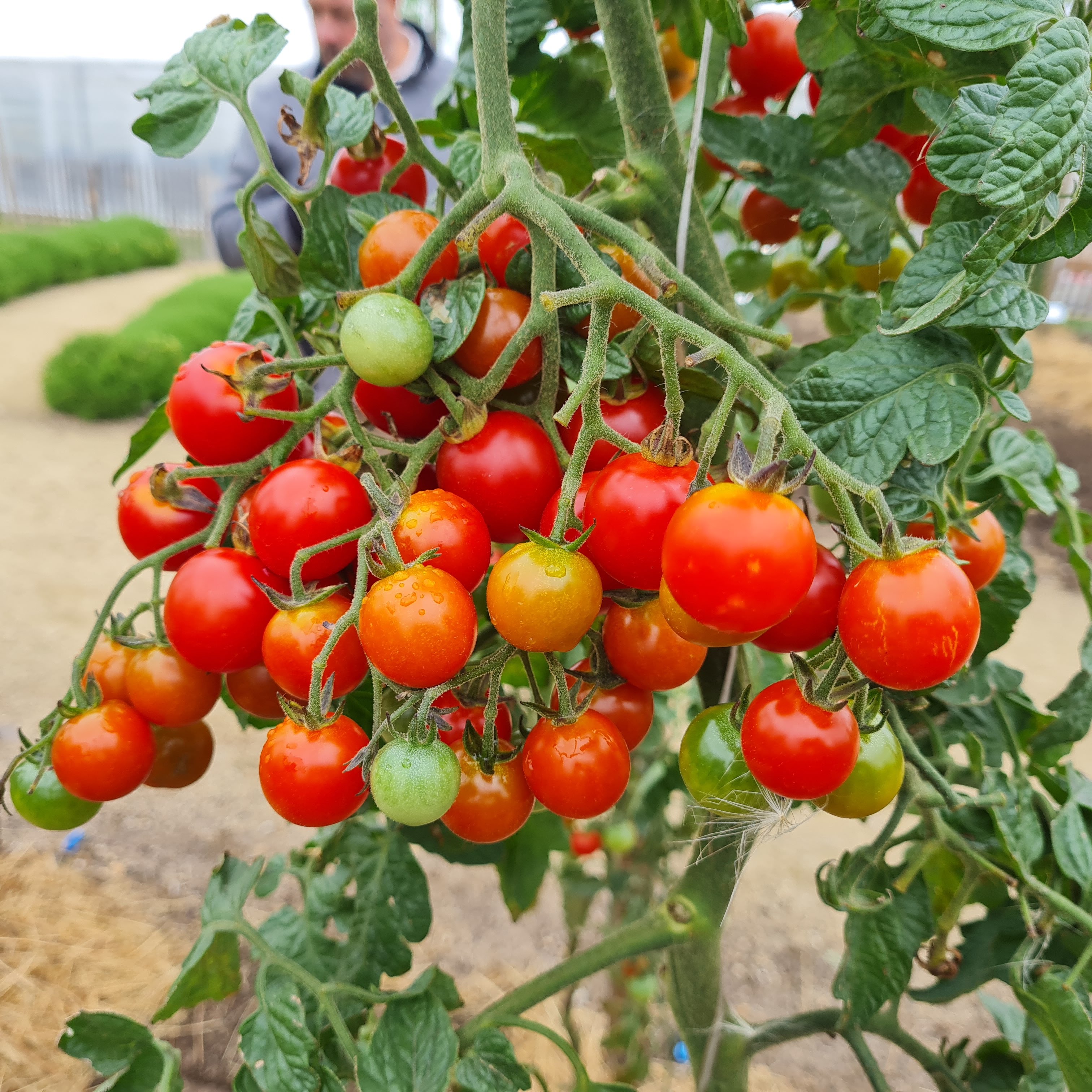 récolte de tomates en grappes