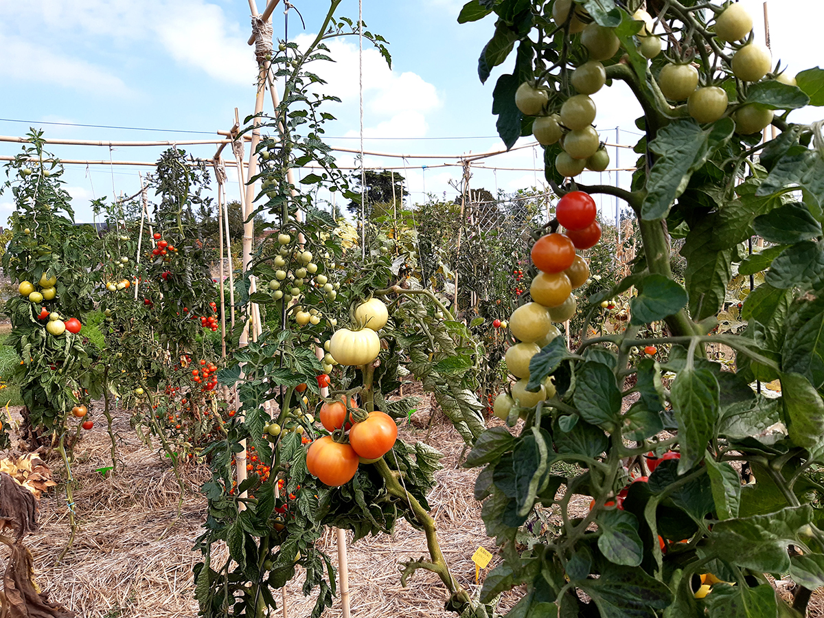 plant de tomates tuteurées