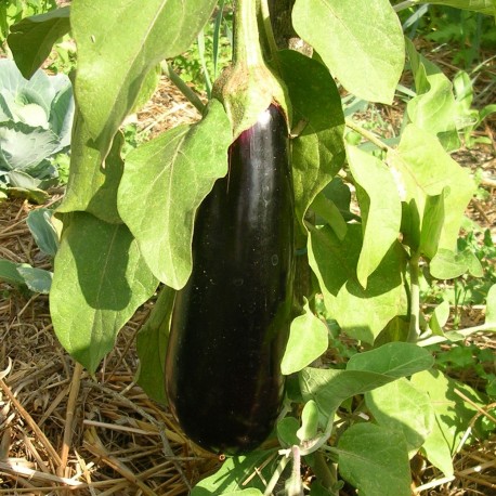 plant aubergine variété Baluroi F1 