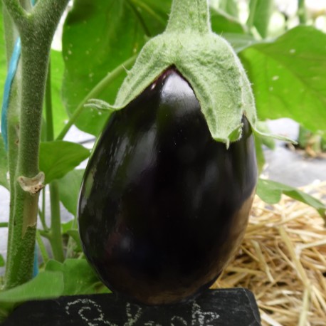 aubergine noire variété Black Beauty