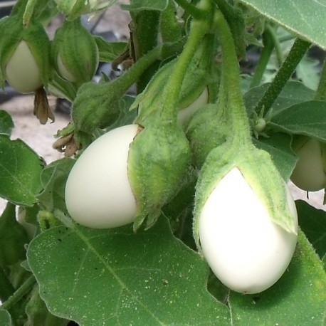 aubergines blanches et rondes