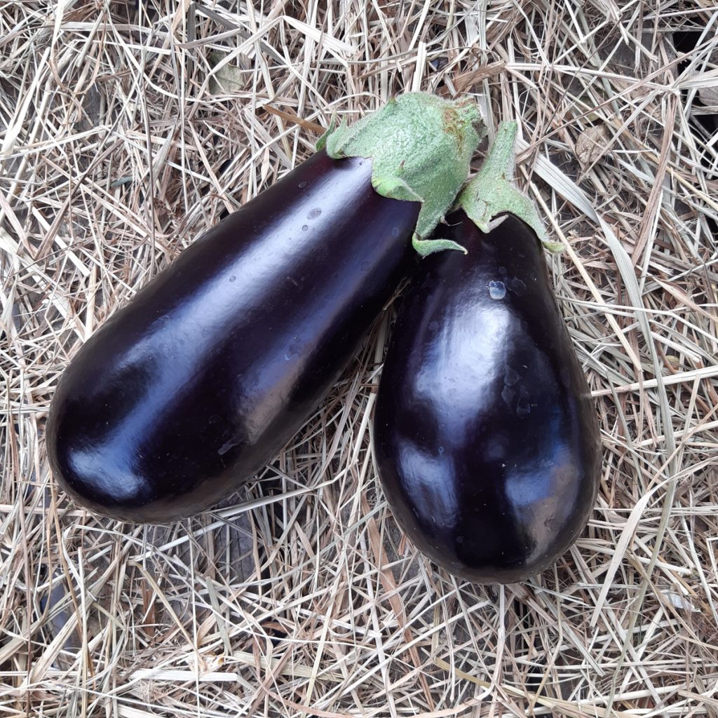 une aubergine variété " Classic F1"