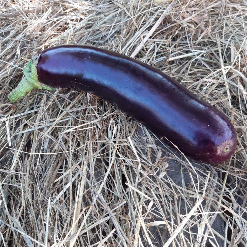 une aubergine variété "de barbentane"