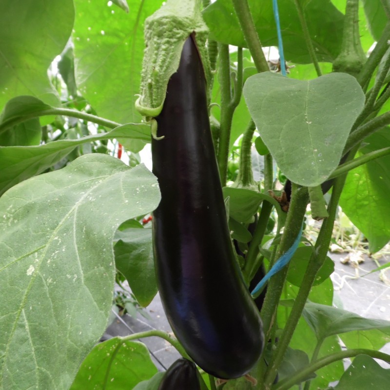 aubergine sur plants variété De Barbentane