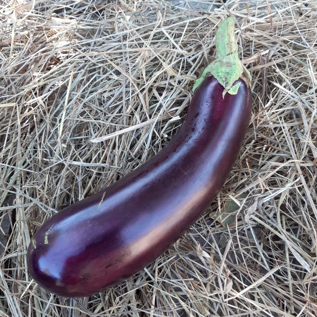 une aubergine "Fabina F1"