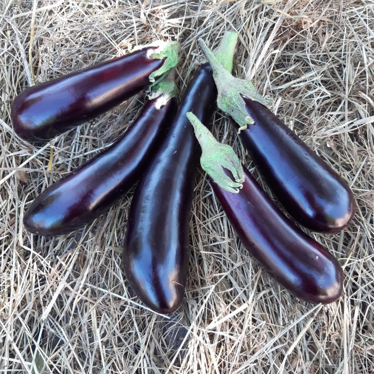 aubergines de la variété longue violette bio