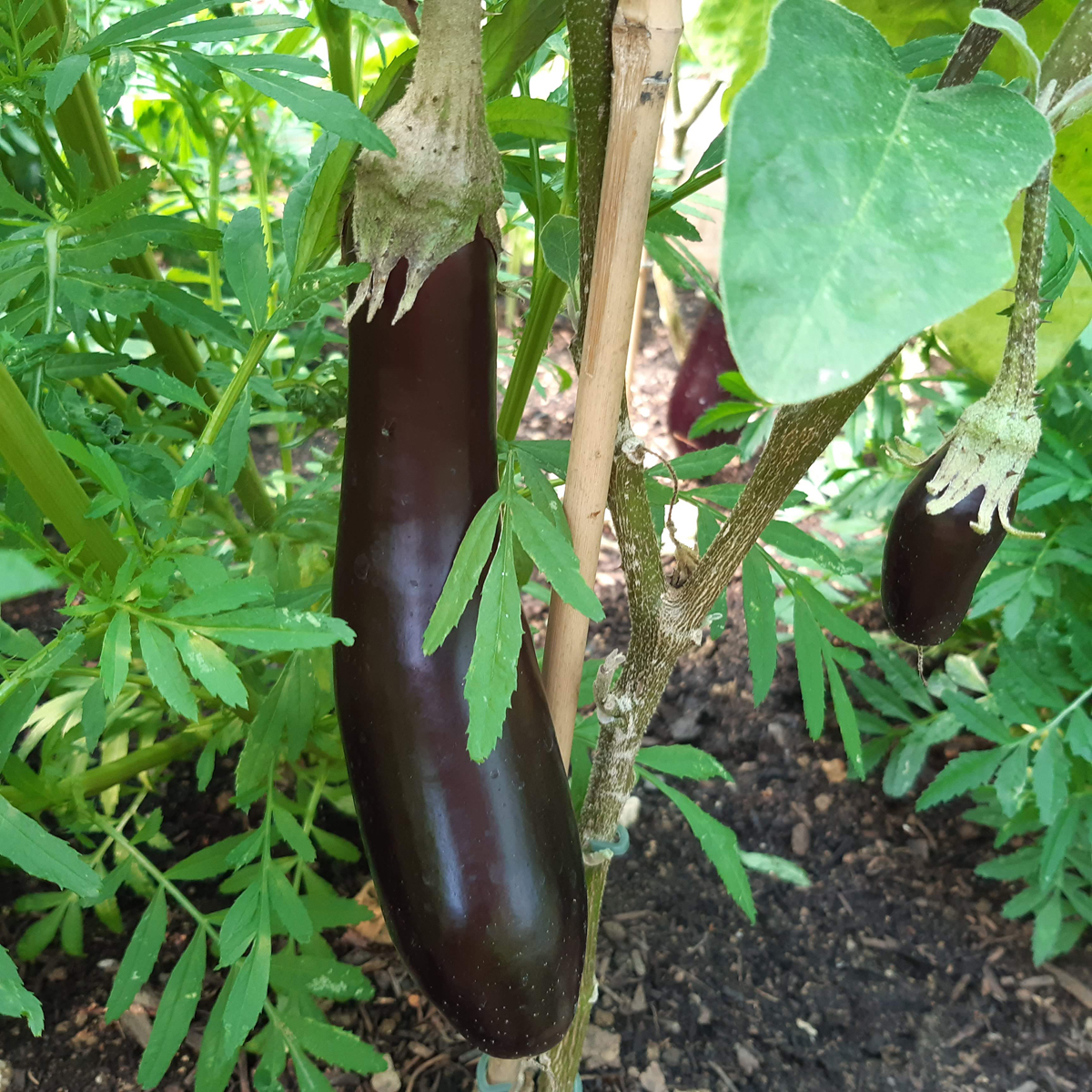 aubergine longue sur un piedn  