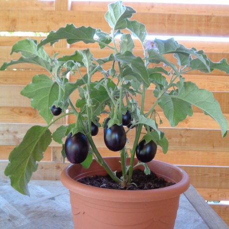 plants aubergine naine Ophélia F1